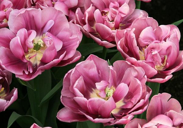 Keukenhof