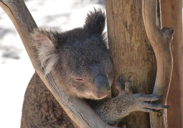 Down Under