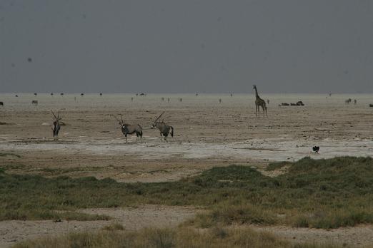 IMG_7326