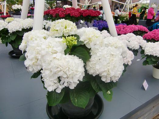 CIMG0475
