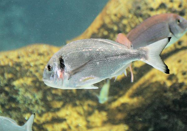 Kreta Aquarium