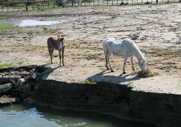 Camraque 2009