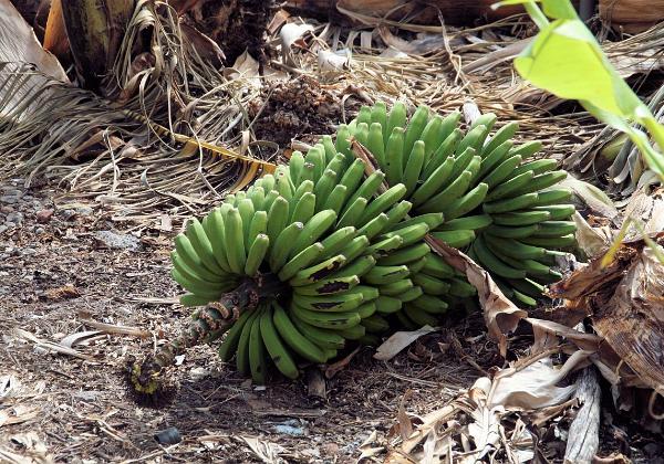 La Palma Norden