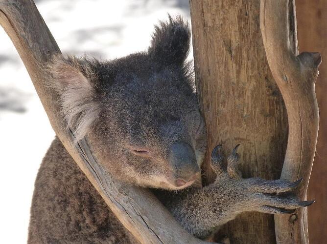 Australien