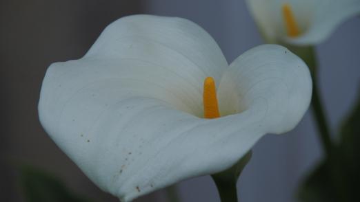 P5313661