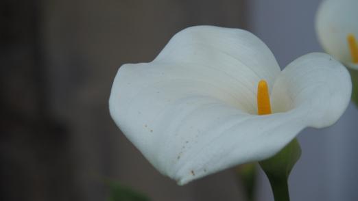 P5313662