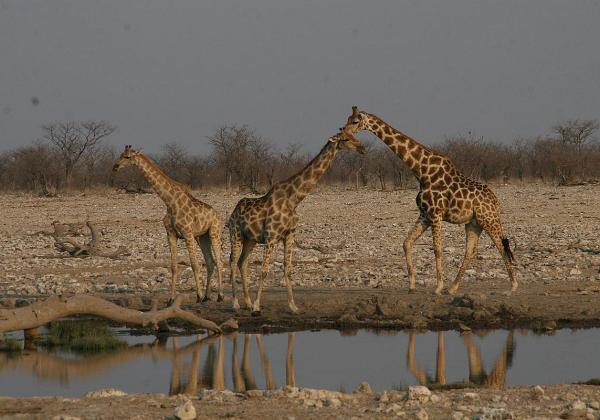 Etosha Pfanne 1