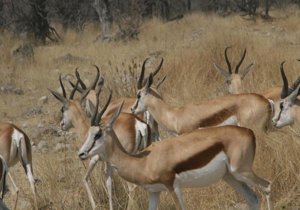Etosha Pfanne 2