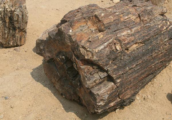 Petrified Forest
