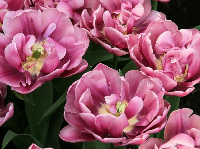 Keukenhof