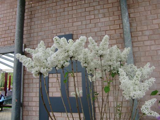 CIMG0516